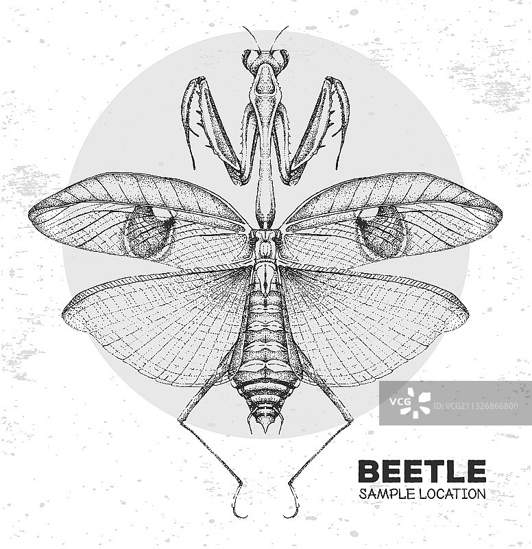 逼真手绘螳螂图片素材