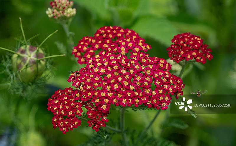 美国太阳谷红色开花植物特写图片素材