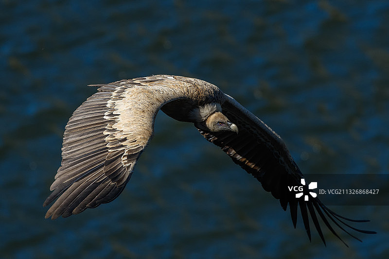 老鹰飞过海面特写图片素材