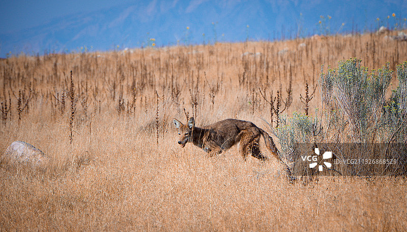 猎豹站在田野上的侧视图图片素材