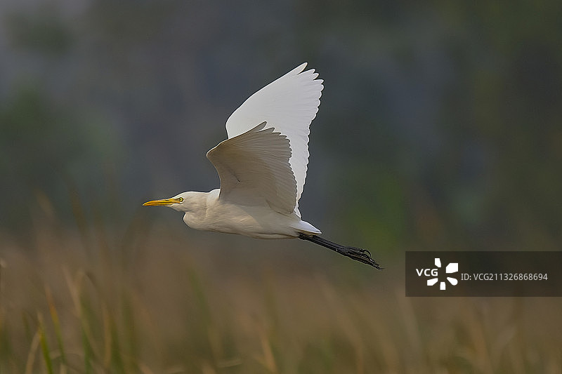 大白鹭飞越田野特写，印度西孟加拉邦图片素材