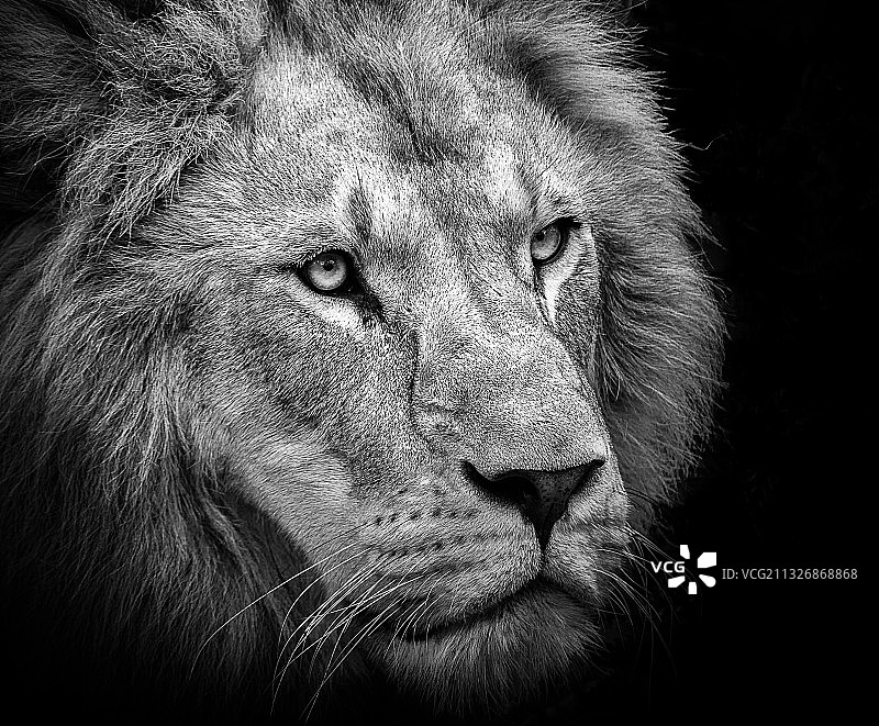 雄狮侧面特写图片素材