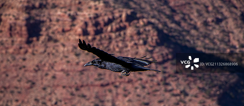 飞越陆地的乌鸦的高角度视图图片素材