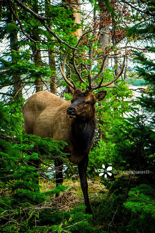 森林中的鹿图片素材