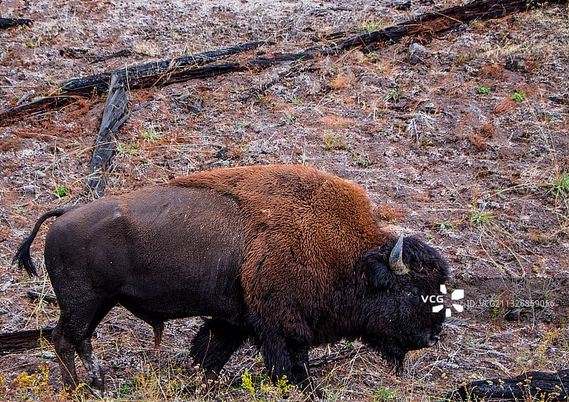 原野上犀牛的侧视图图片素材