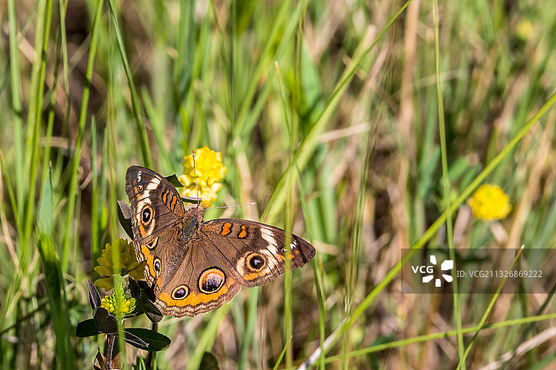 蝴蝶在花上授粉的特写图片素材