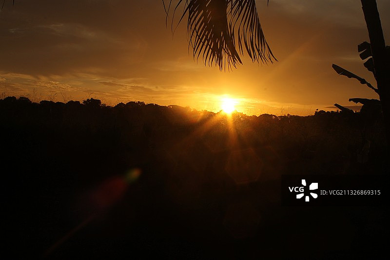 日落时分哥斯达黎加蓬塔雷纳斯省帕里塔的树木剪影景观图片素材
