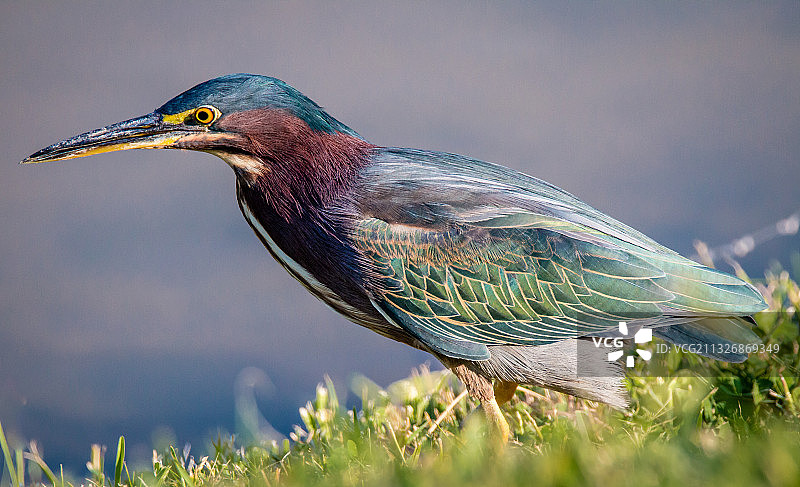 绿鹭栖息在草地上的特写图片素材