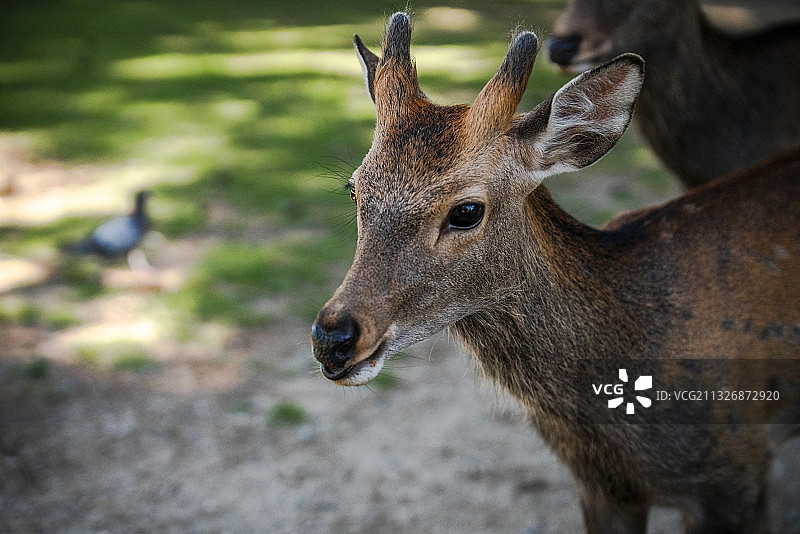 日本奈良东大寺门前的野生动物梅花鹿图片素材