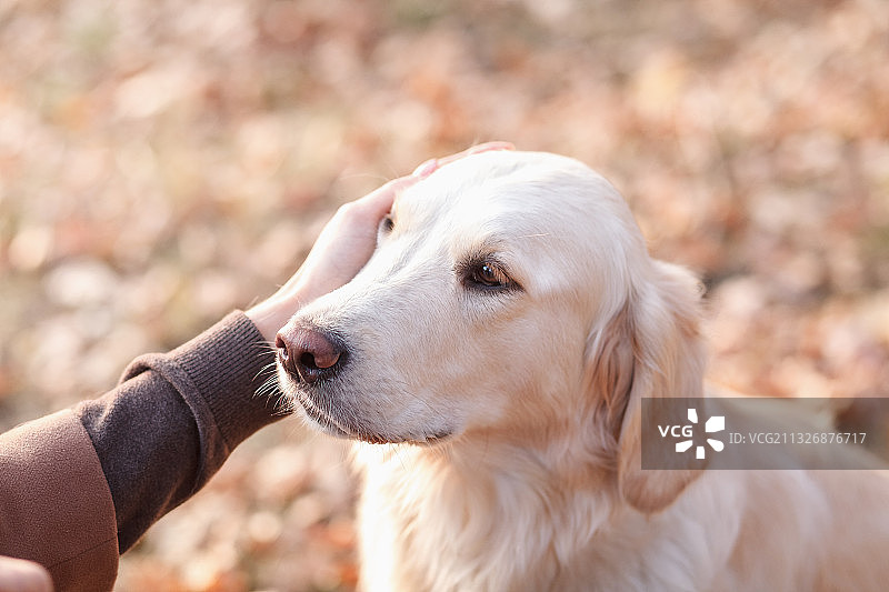 在俄罗斯森林里，穿着黄色衣服，带着金毛寻回犬的女人图片素材