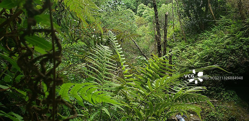 生长在森林中的树木图片素材