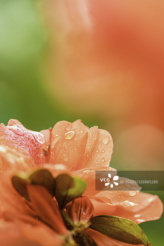 湿玫瑰花特写，中国香港图片素材