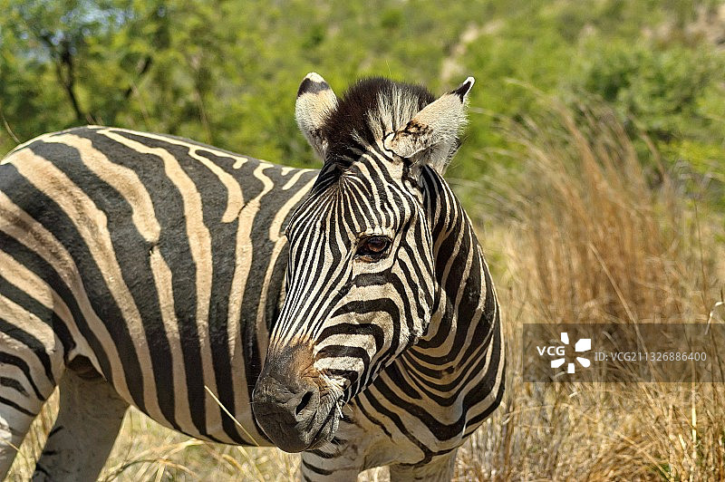 南非皮拉内斯堡国家公园平原斑马特写图片素材