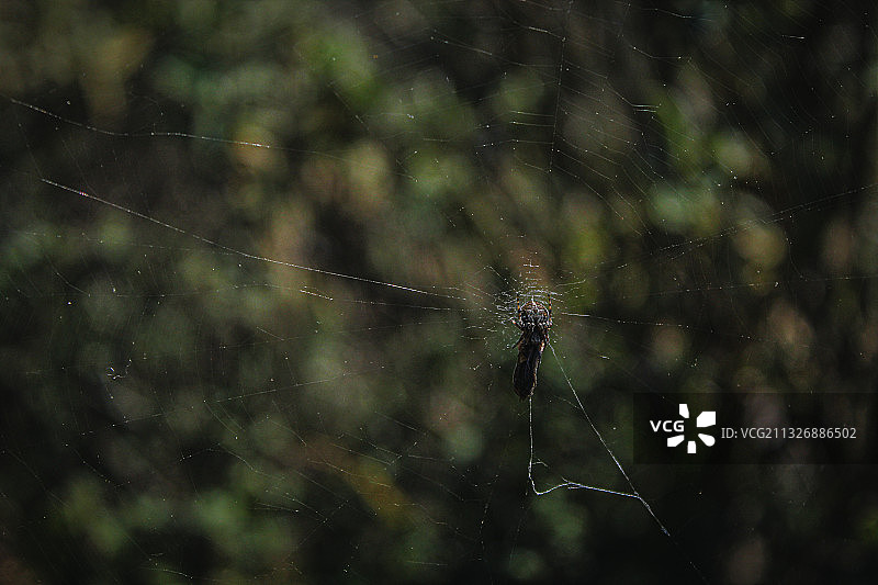 蜘蛛网上的蜘蛛特写图片素材