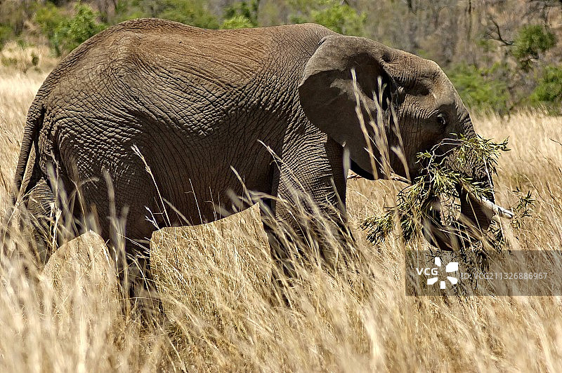 非洲南非皮拉内斯堡国家公园草地上小象的侧面照图片素材