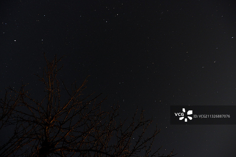夜晚天空下的光秃秃的树木低角度景观图片素材
