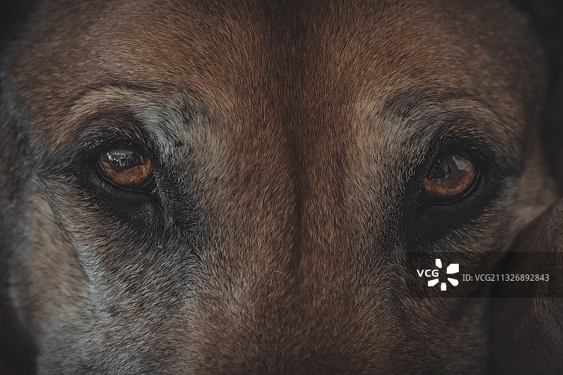 捷克利贝雷茨的狗的特写图片素材