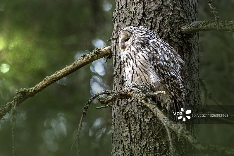栖息在树枝上的横斑林鸮特写图片素材