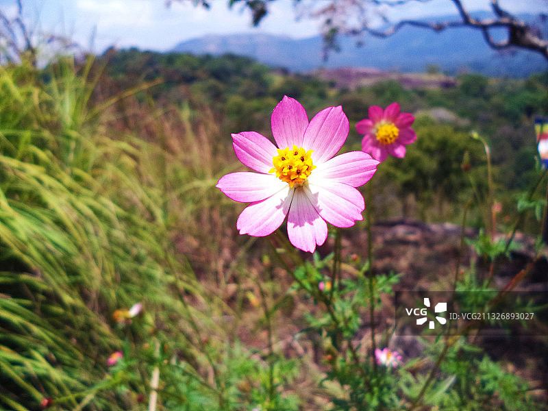 粉色波斯菊特写，位于斯里兰卡拉特纳普勒图片素材