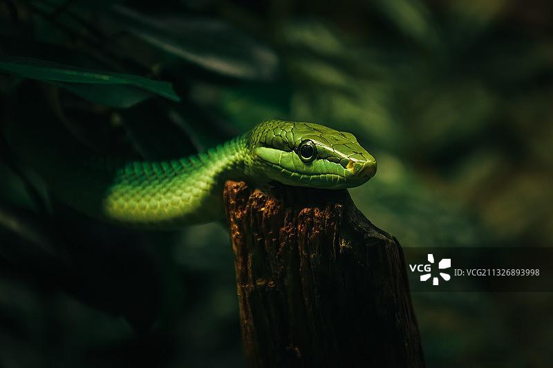 树上的蛇的特写图片素材