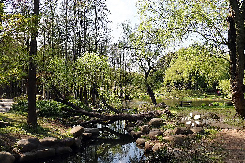 中国上海共青森林绿色森林风光图片素材