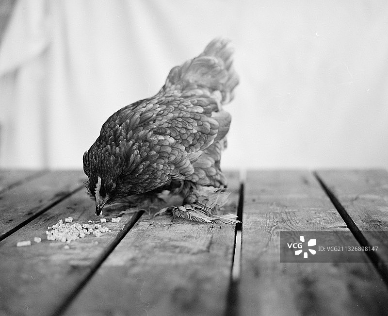 栖息在桌子上的鸡特写，澳大利亚图片素材