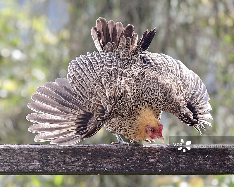 栖息在栏杆上的鸡的特写，马尼萨莱斯，卡尔达斯，哥伦比亚图片素材