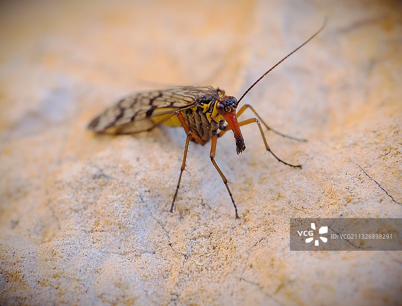 岩石上的昆虫特写图片素材