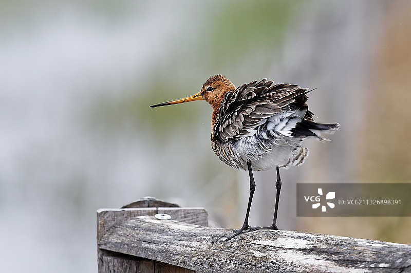丘鹬栖息在木头上的特写图片素材