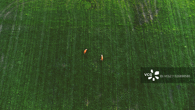 爱尔兰卡文郡农场鸟瞰图片素材