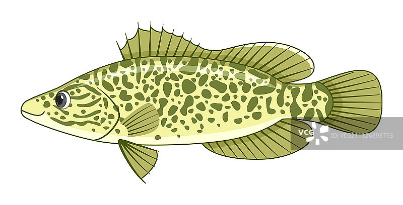 白色背景上的墨累鳕鱼图片素材