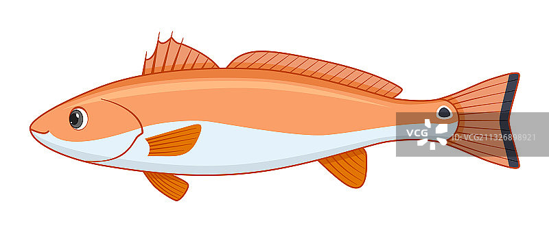 白色背景上的红鼓鱼图片素材