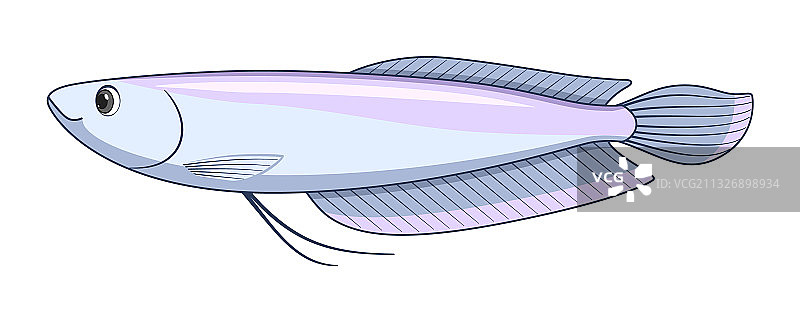 白色背景上的银色金龙鱼图片素材