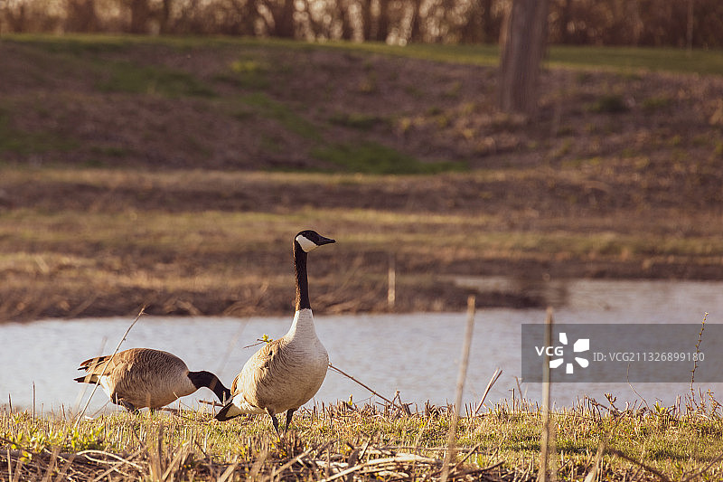 美国俄亥俄州哥伦布湿地风光图片素材