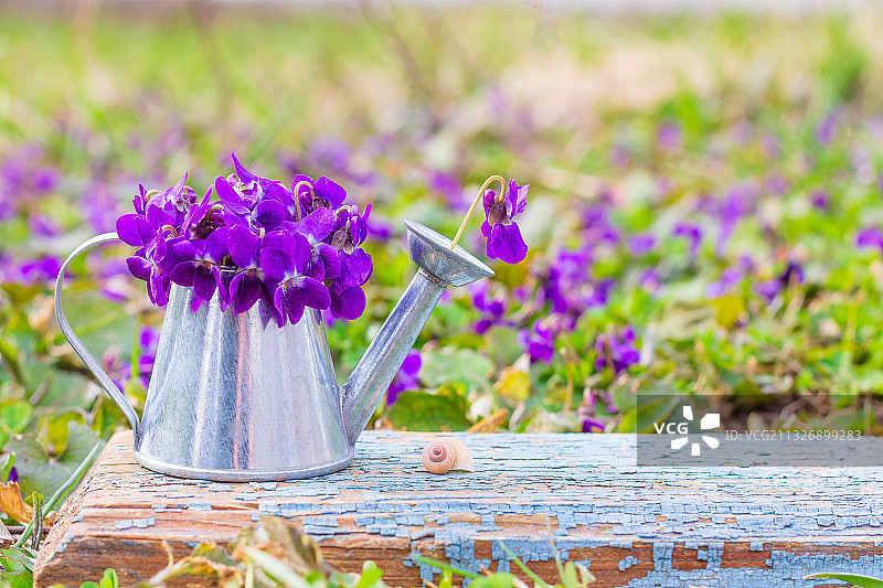 田野上紫色开花植物的特写图片素材