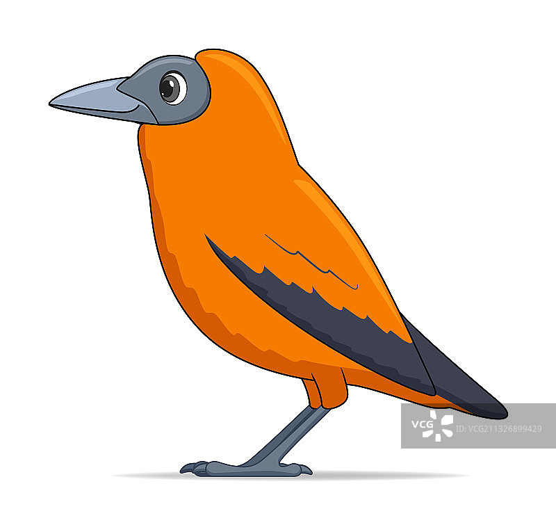 白底上的卷尾猴图片素材