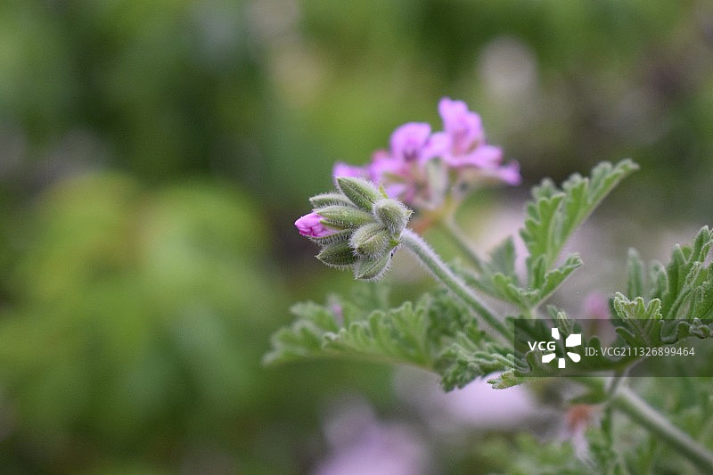 紫色开花植物特写，突尼斯鲁希亚图片素材