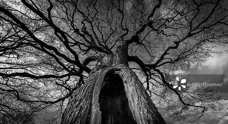 伦敦的树木仰视角度照片图片素材