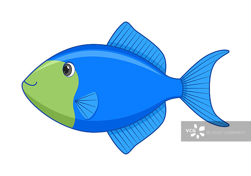 白色背景上的蓝色扳机鱼图片素材