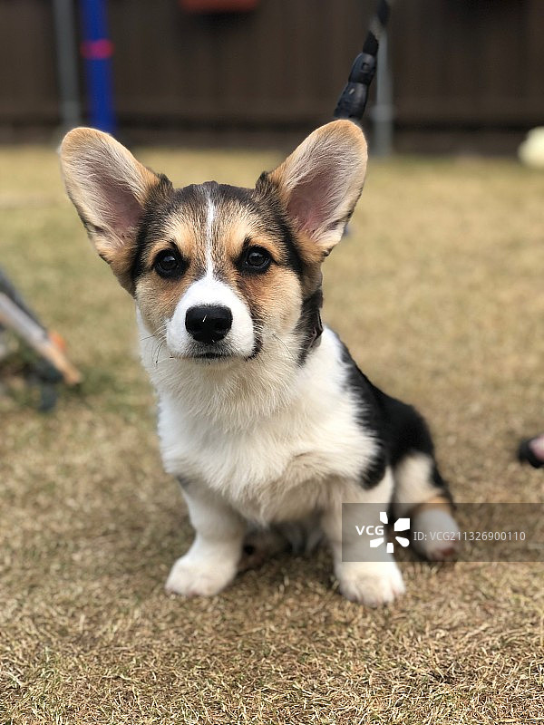 坐于户外的威尔士柯基犬肖像，美国图片素材