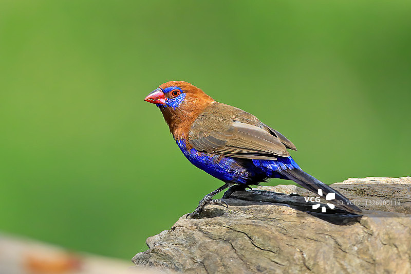彩鹀栖息在岩石上的特写图片素材