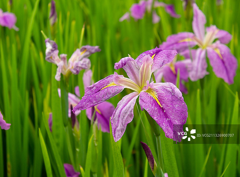 春天-鲜花-鸢尾花图片素材