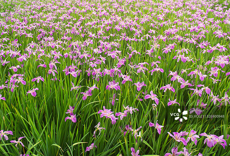 春天-鲜花-鸢尾花图片素材