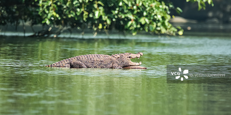 印度水域中的幼年鳄鱼图片素材