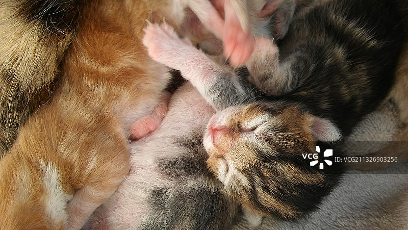 小猫睡眠特写图片素材