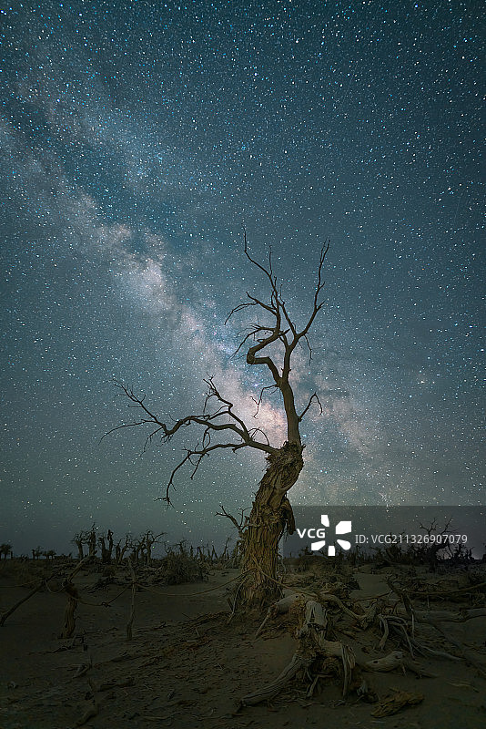 星空下的千年胡杨图片素材
