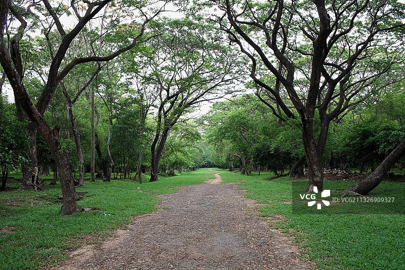 夏日浓荫图片素材