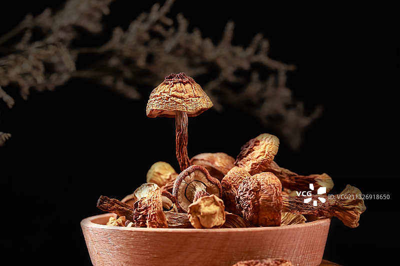 药材中药蘑菇猴头菇图片素材