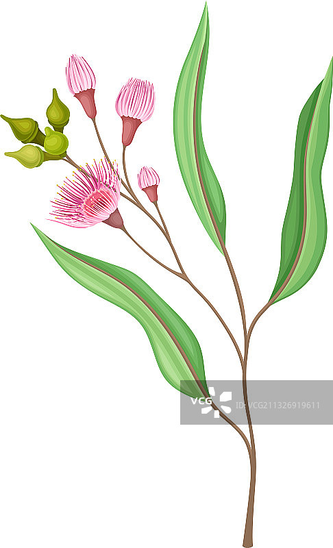 带木质果实或球果的桉树花枝图片素材