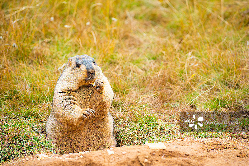 色达土拨鼠图片素材